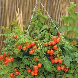 AUSVERKAUFT: Tomate Ampeltomate Setzling