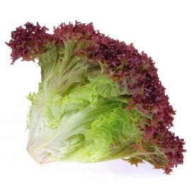 Lollo Salat rot Setzling (5 Stk.)