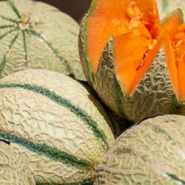 AUSVERKAUFT: Melone Charentais Setzling