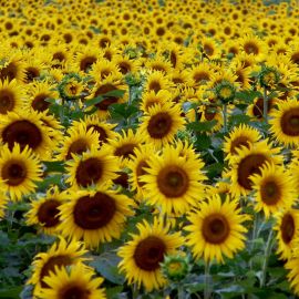 AUSVERKAUFT: Sonnenblumen Setzling