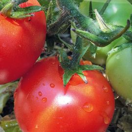 Tomate Bogus Fruchta Setzling