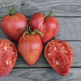 Tomate Ochsenherz / Cuor di Bue Setzling