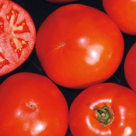 Tomate Süsse von Ungarn Setzling